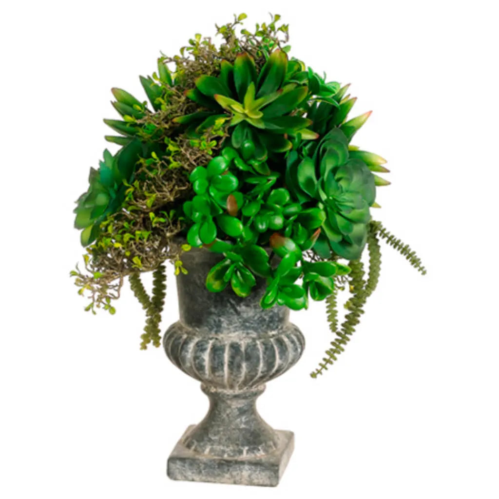 Succulent in Urn 21in H x 16in W x 18in L