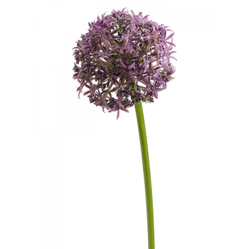 Allium Spray 31in