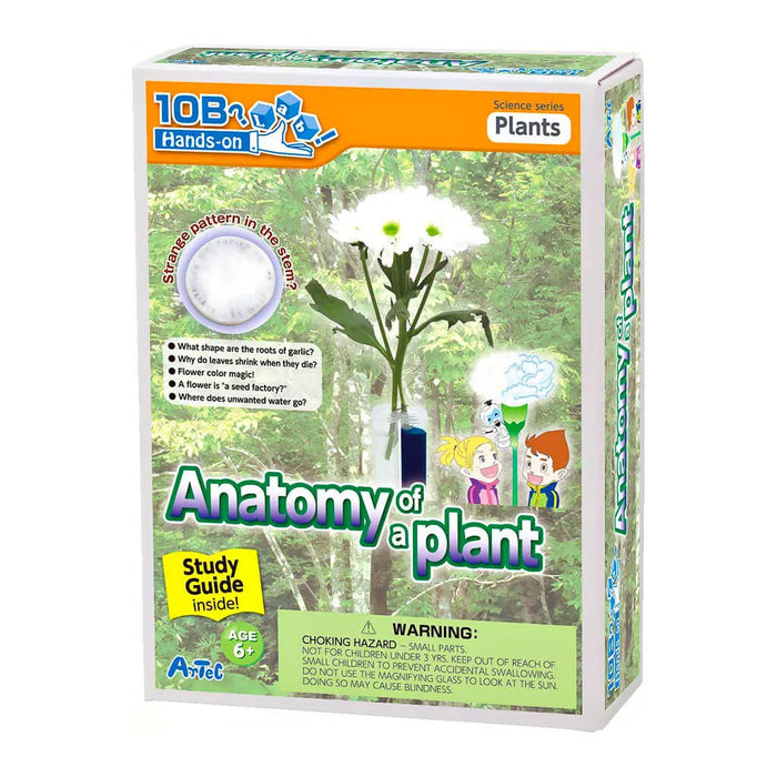 Anatomy Of A Plant