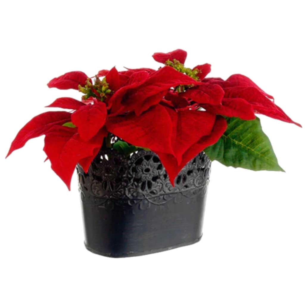 Poinsettia Flower Arrangement 