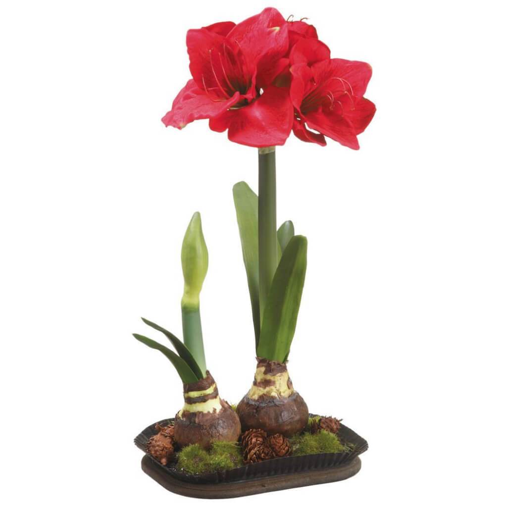 Amaryllis In Tin Pot with Cone 
