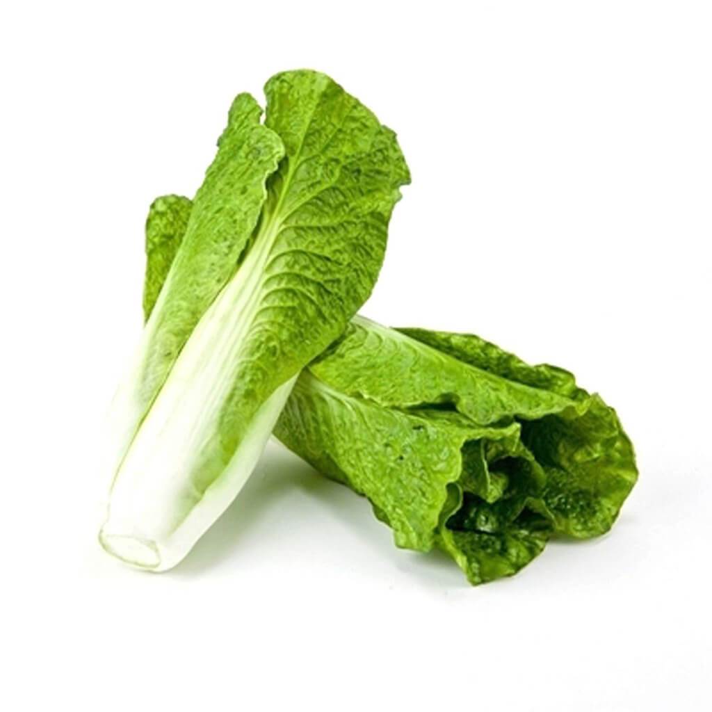 Lettuce Green 