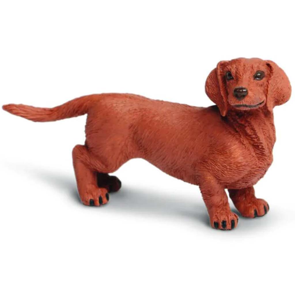 Dachshund 