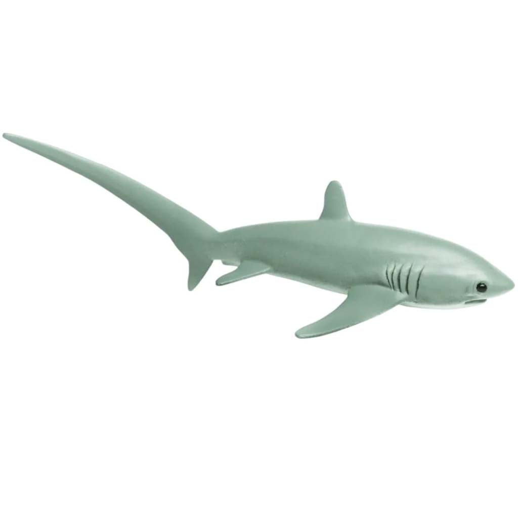 Thresher Shark 