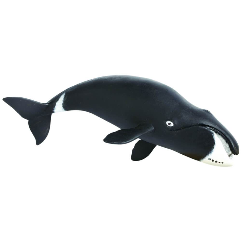 Bowhead Whale 