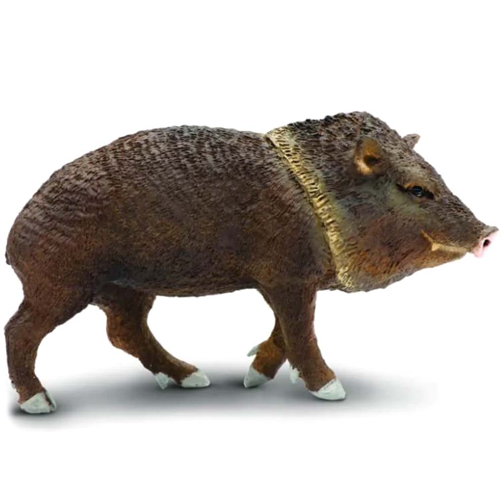 Peccary 