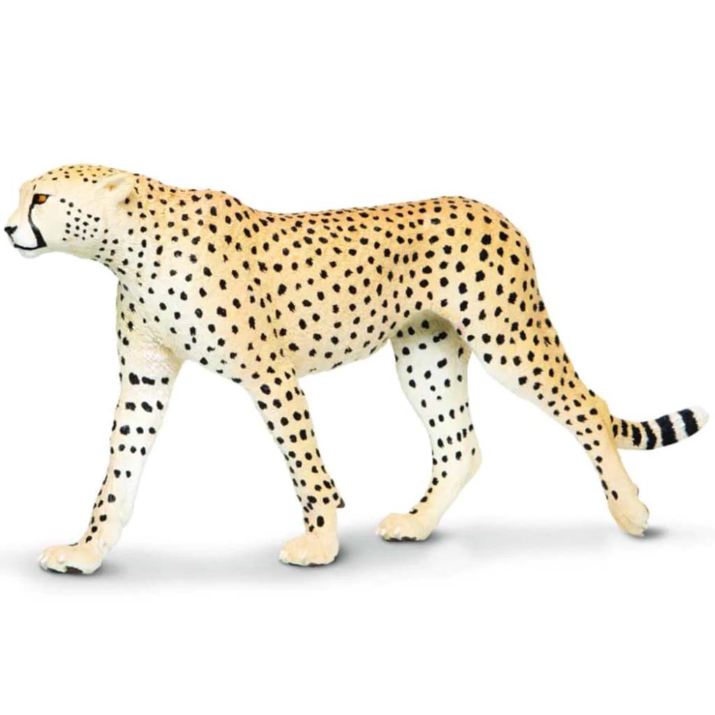 Cheetah 