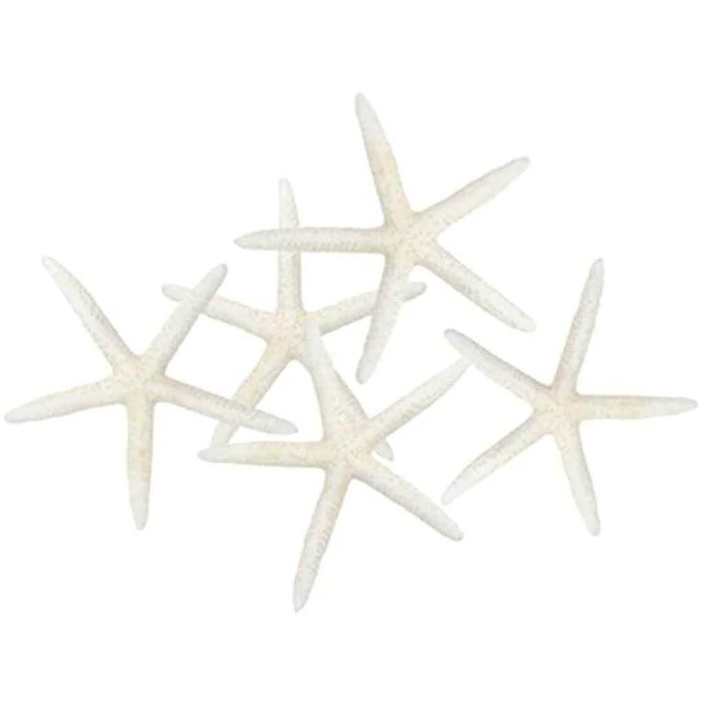 White Finger Starfish 3-4in