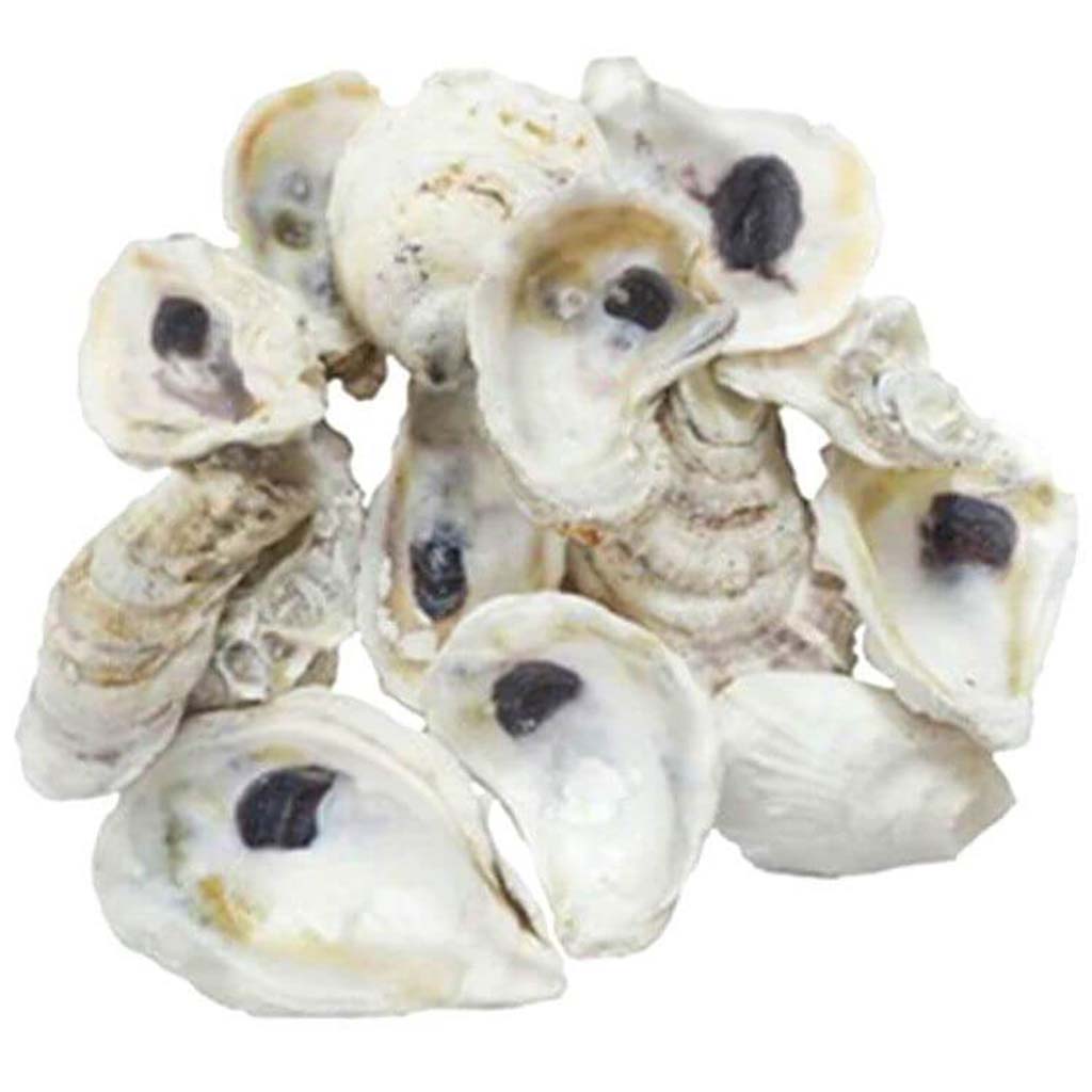 Oyster Seashells 3-4in