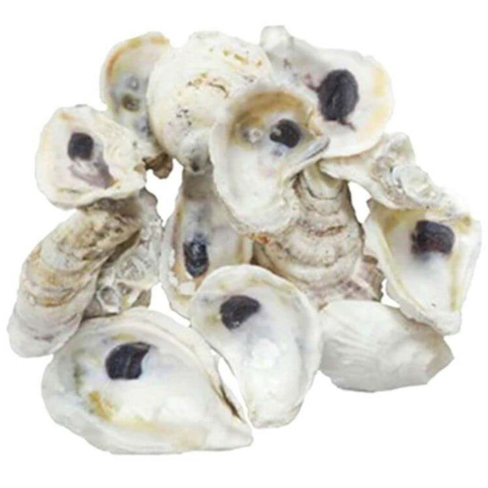 Oyster Seashells 3-4in