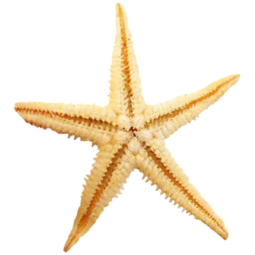 Flat Starfish  1 2in