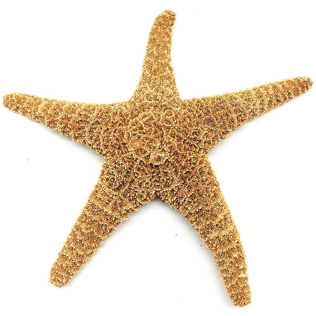 Starfish Sugar  4 5in