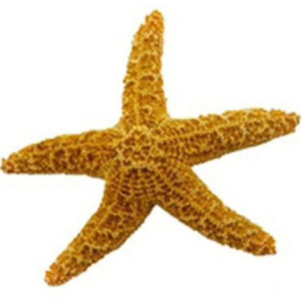 Sugar Starfish 3-4in