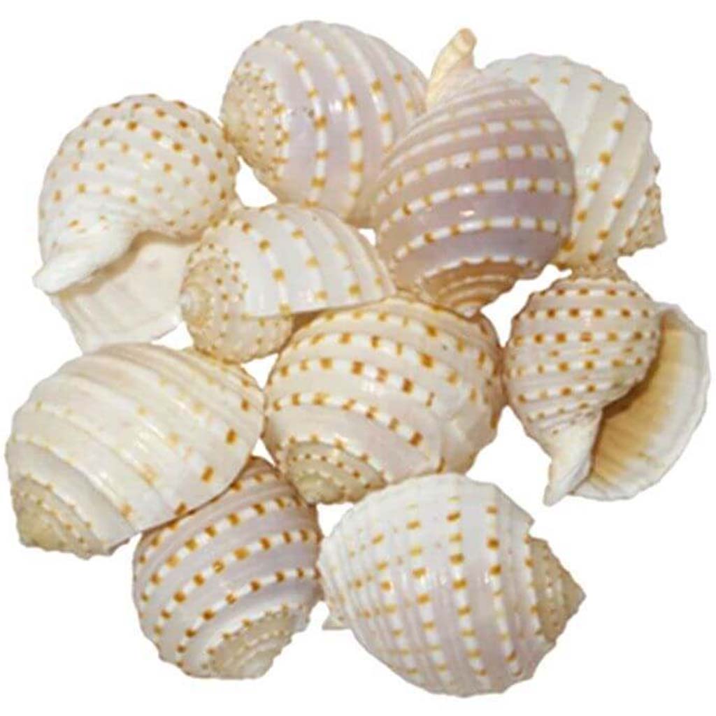 Tonna Tessalata Seashell 3-3 1/5in