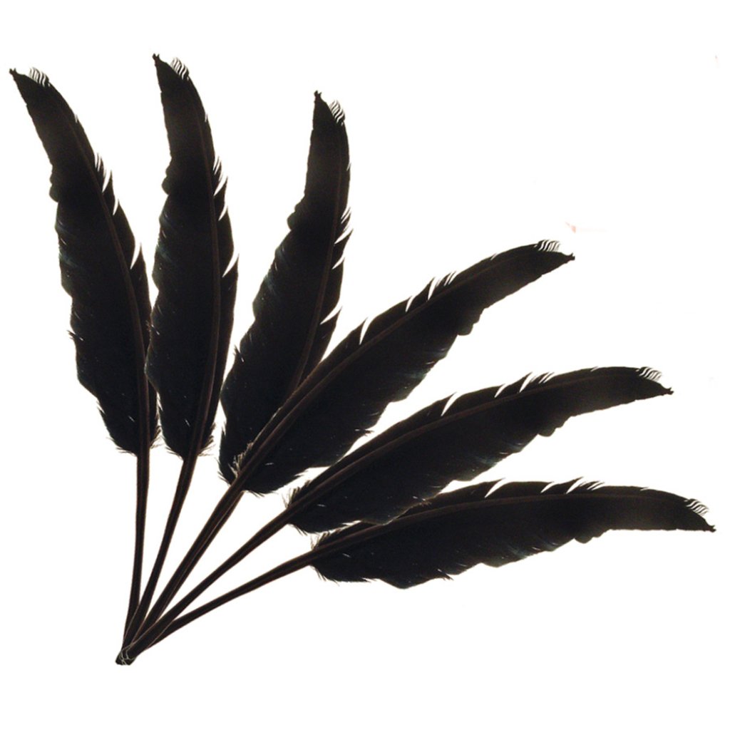 Indian Feathers 10-12in Black 6Pcs 1Pkg 