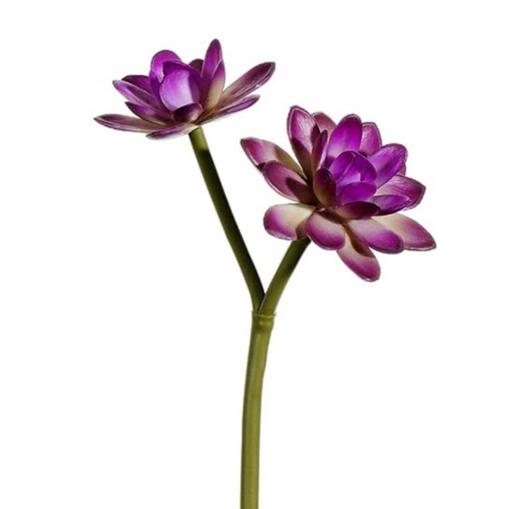 10"Echeveria Pick Oc 