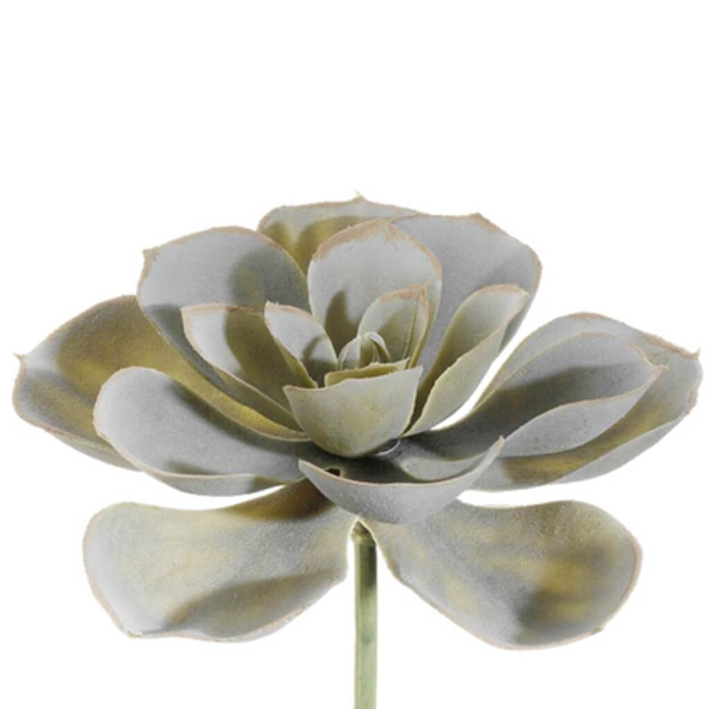4"Echeveria Pick Gr/Gy 