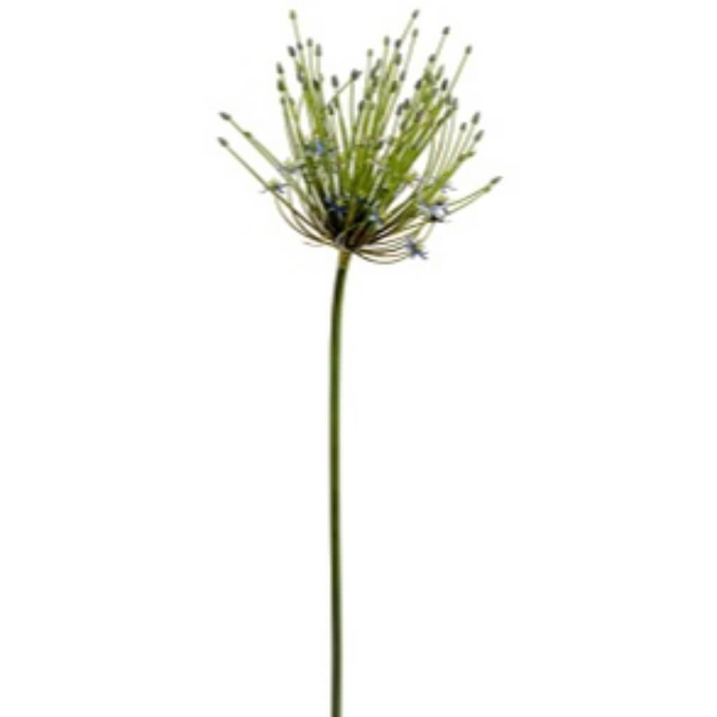 40"Spider Allium Spray Bl/Tt 