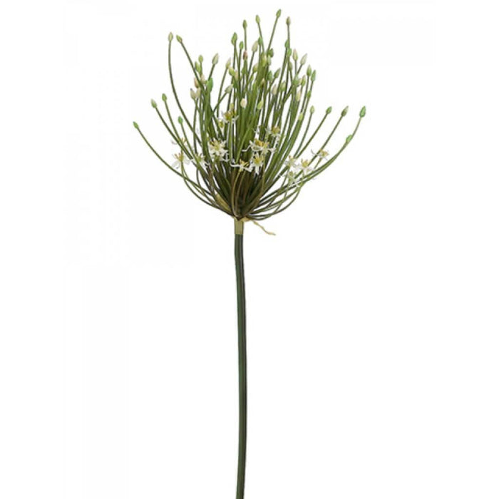 40"Spider Allium Spray Cr 