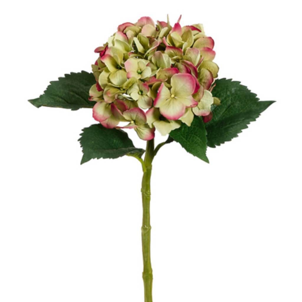 19"Lg Single Hydrangea Sp.Grfu 