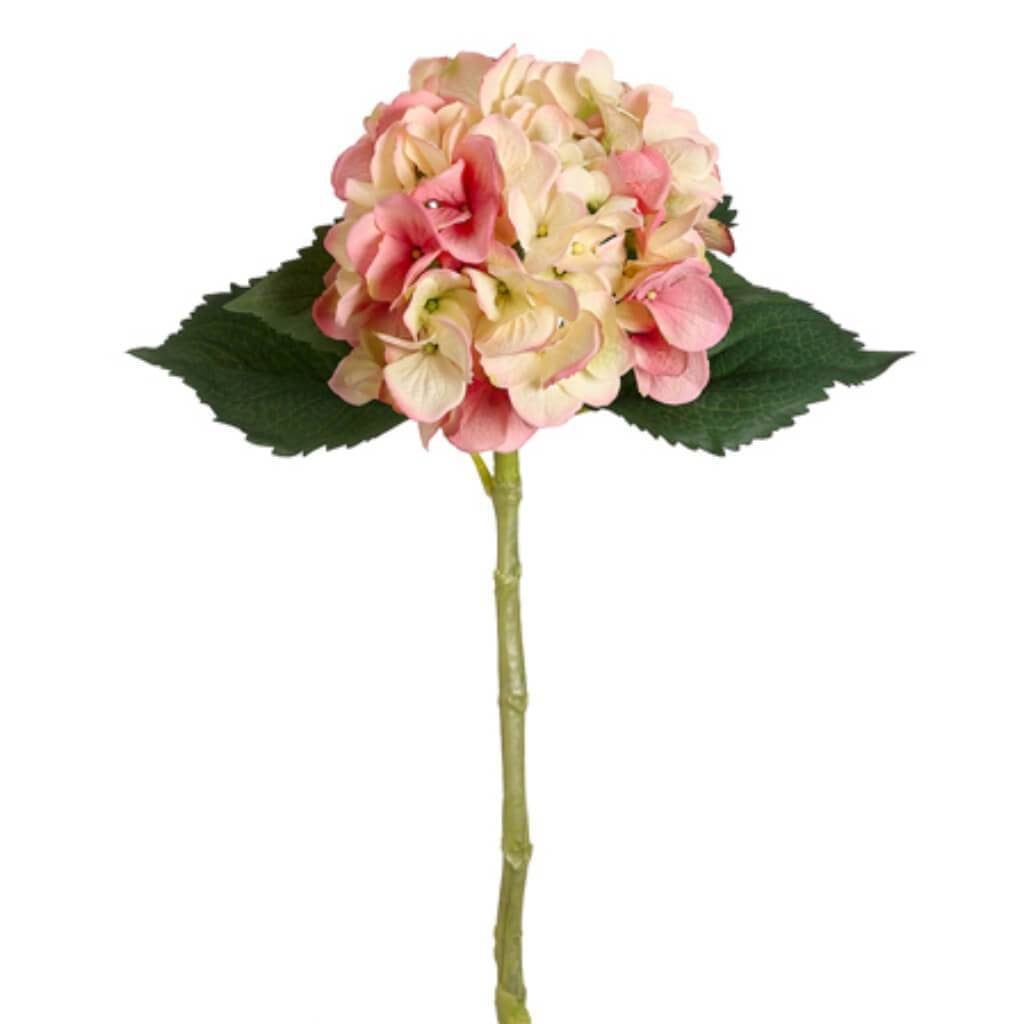 19"Large Single Hydrangea Sp. Pkcr 