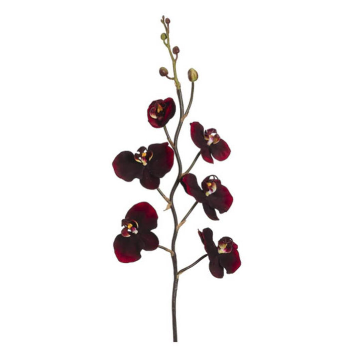 32"PHALAENOPSIS SPRAY BU/RE 