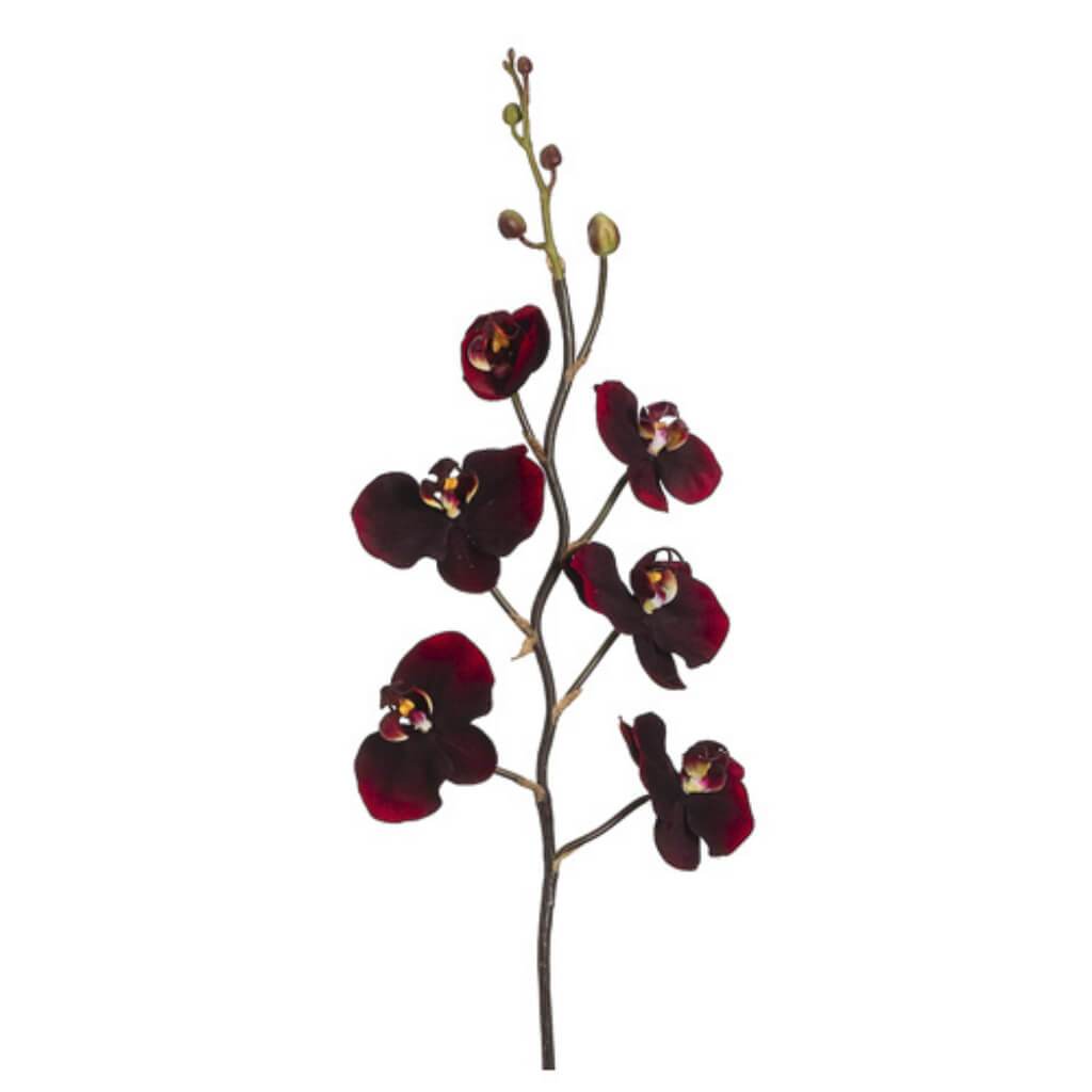 32"PHALAENOPSIS SPRAY BU/RE 