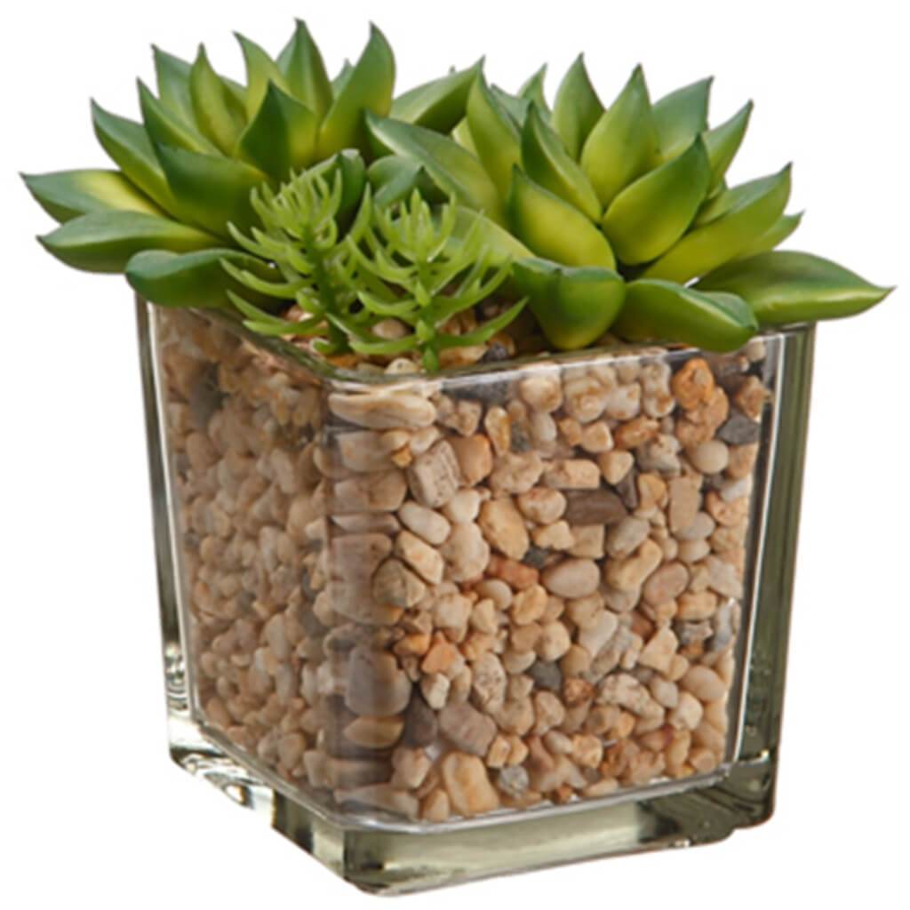 4.5"ECHEVERIA IN GLASS VASE GR 