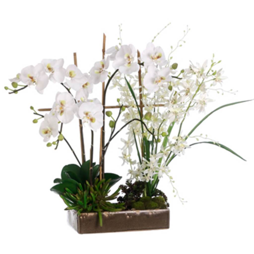 26H19W28"L PHALAEN/CYMBIDIUM(P 