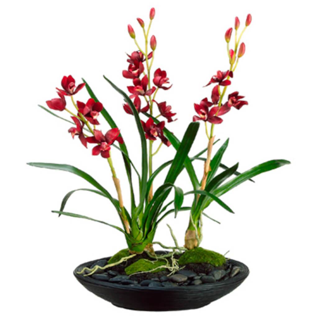 26H21W21&quot;L CYMBIDIUM ORCHID(P) 