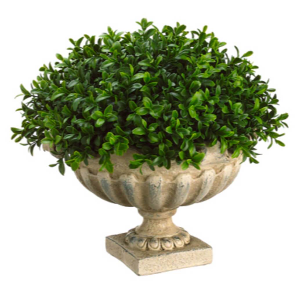 12H14W14"L BOXWOOD DOME IN URN 