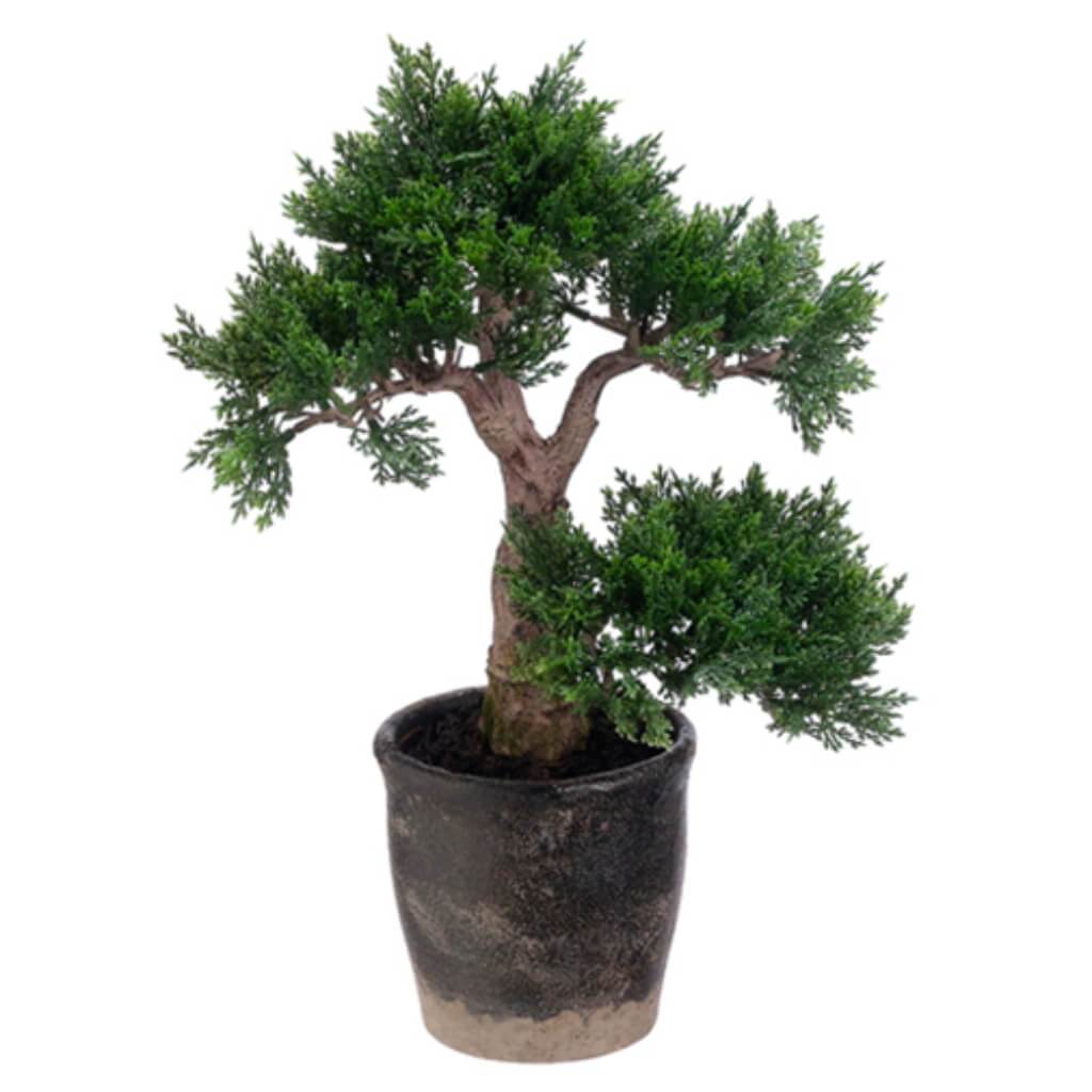 15H9W11inL CEDAR BONSAI TREE(P) 