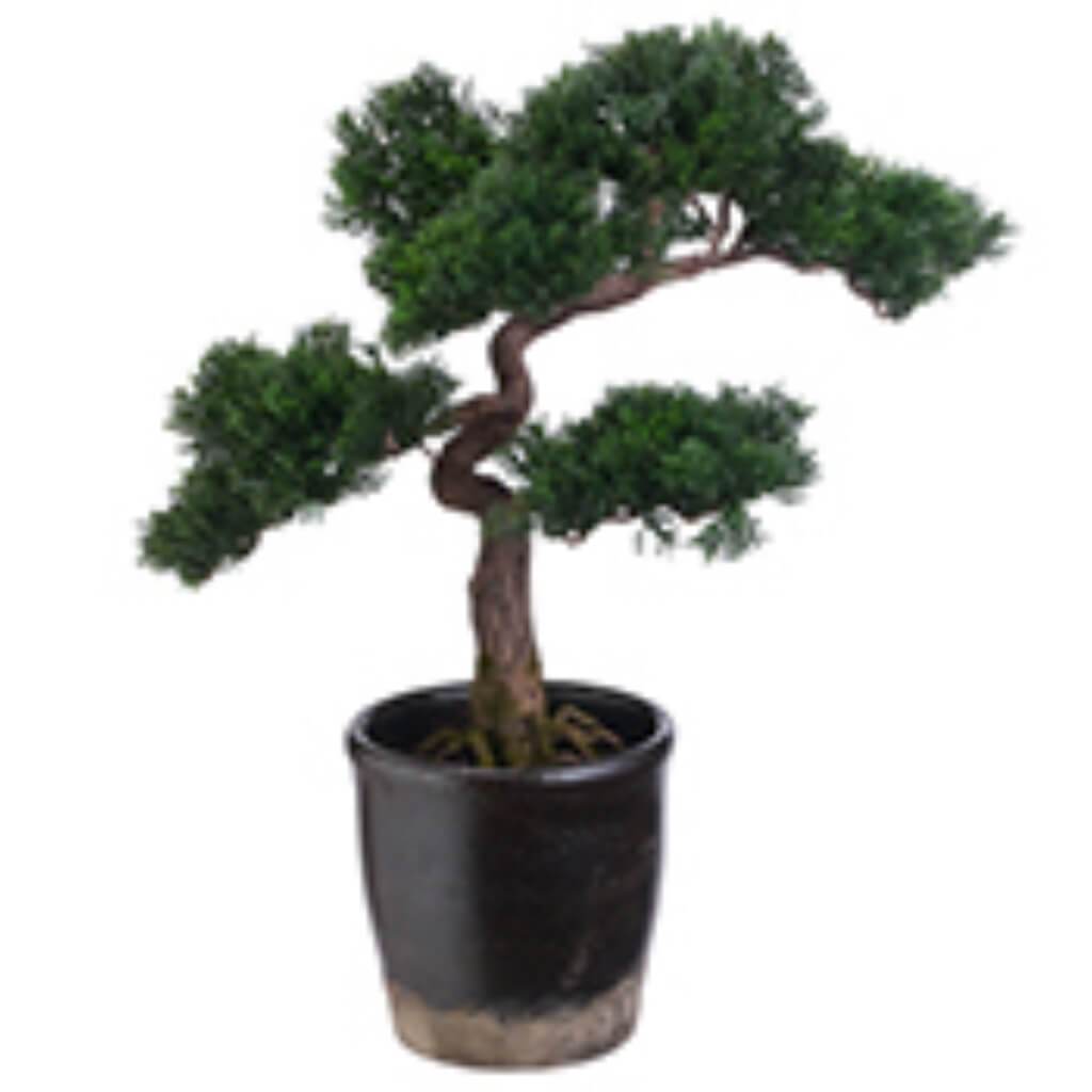 CEDAR BONSAI 19inH x 15inW x 14inL 