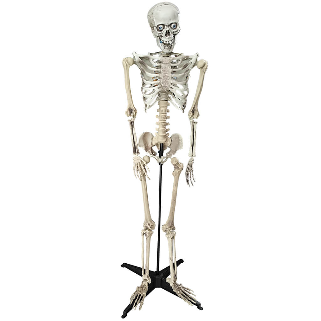 Standing Talking Skeleton