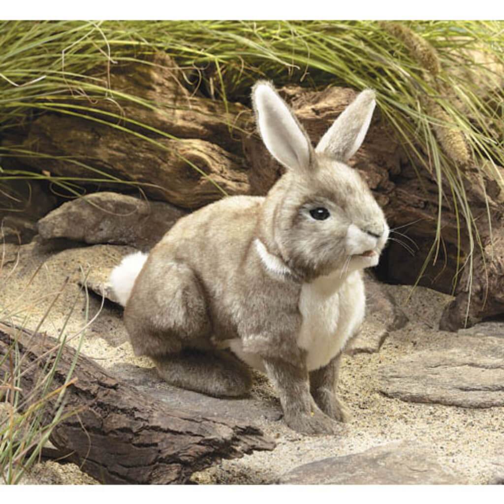 Cottontail Rabbit 