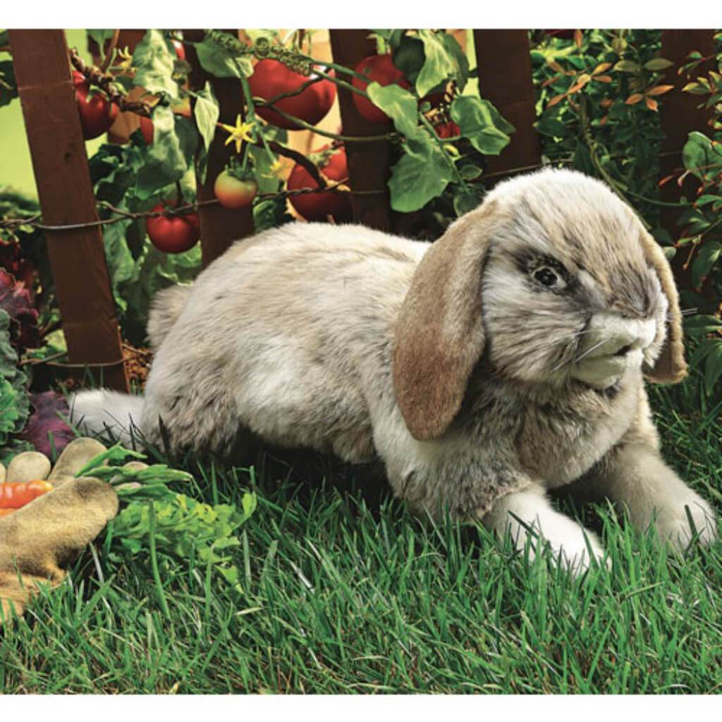 Holland Lop Rabbit 