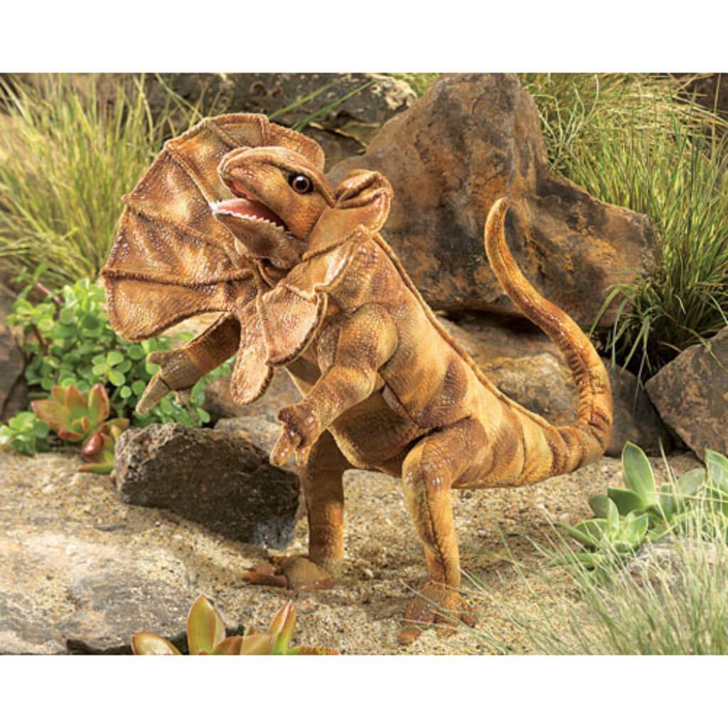 Frilled Lizard 