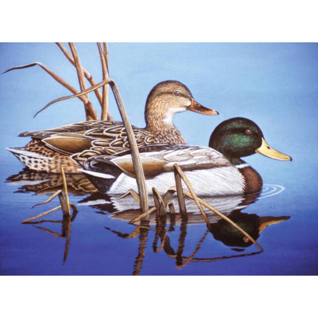 Painting by Numbers Blue Water Mallards 