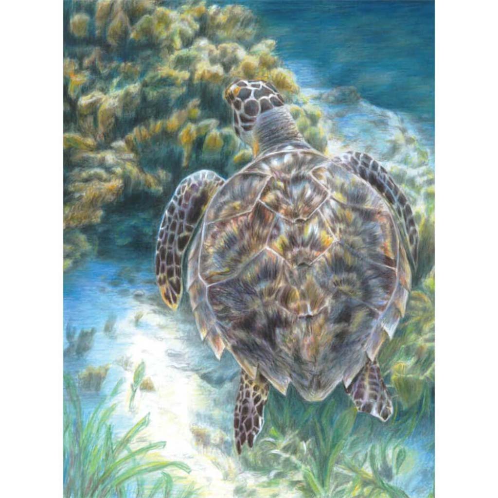 Color Pencil by Numbers Sea Turtle 