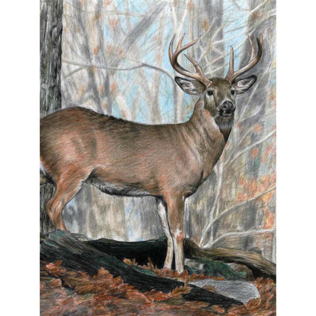 Color Pencil by Numbers Whitetail Buck 