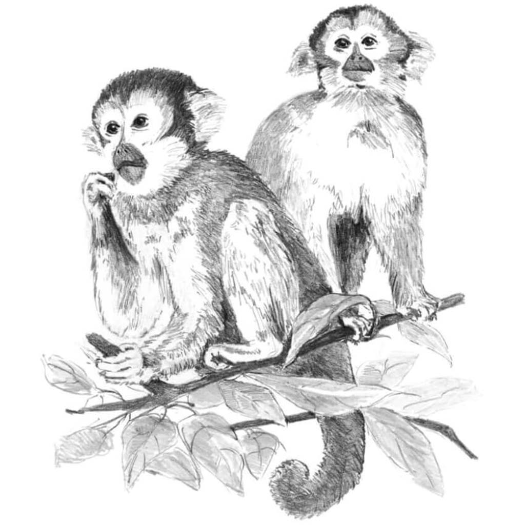 Sketching Made Easy Set Monkeys 