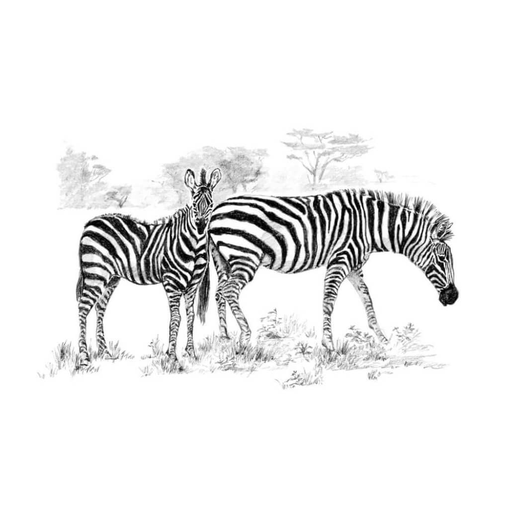 Sketching Made Easy Large Zebras