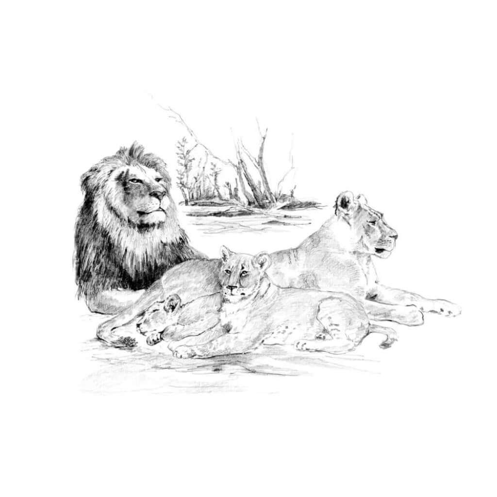 Sketching Made Easy Large Lion Pride