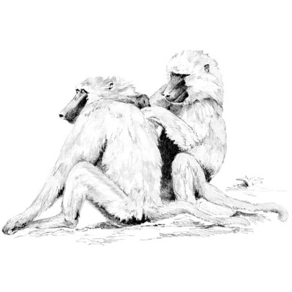 Sketching Made Easy Set Baboons 