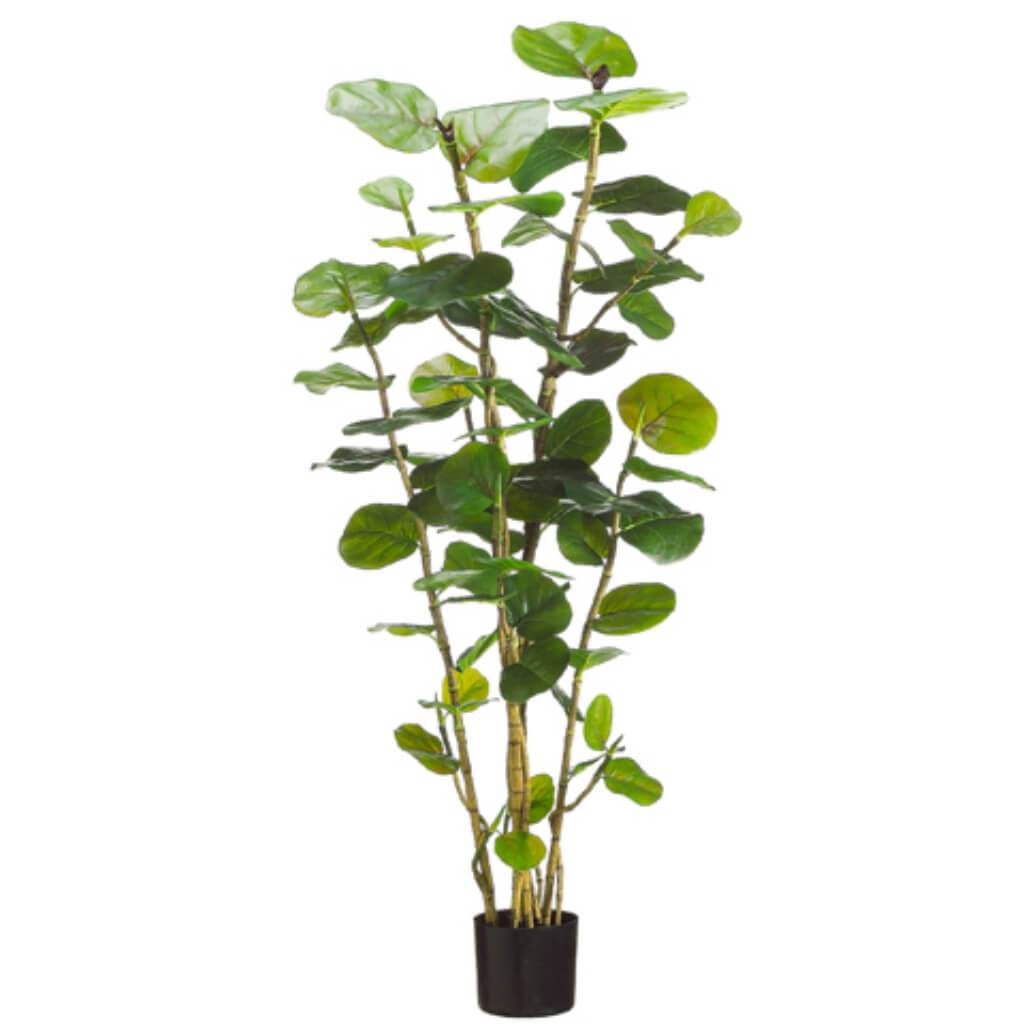 EVA SEA GRAPE PLANT(P)67L GR 5&#39; 