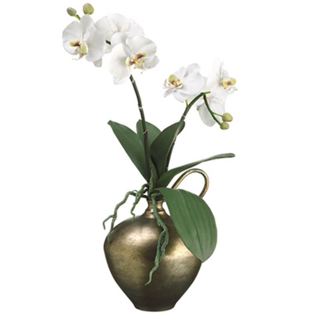 PHALAENOPSIS IN VASE 24inH x 9inW x 12inL 