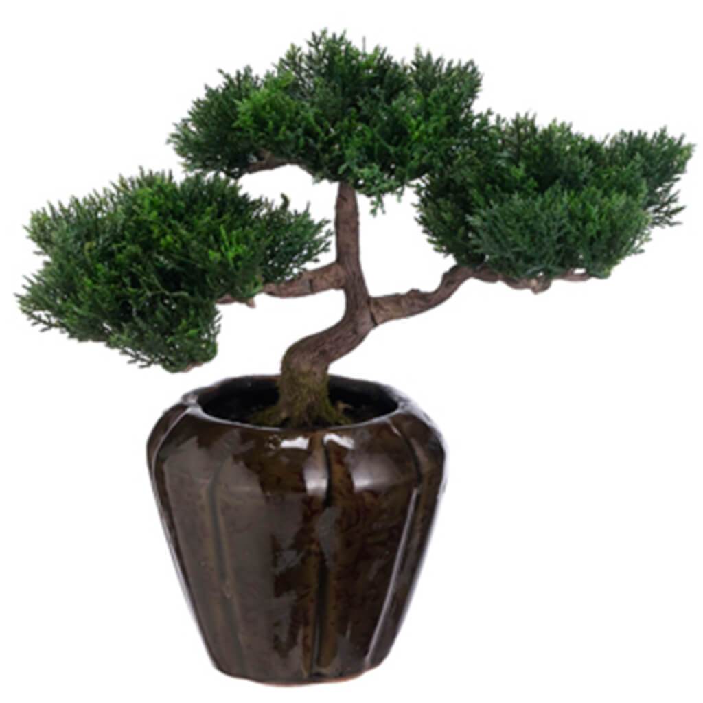 CEDAR BONSAI(P) GR 12inH x 6inW x 13inL 