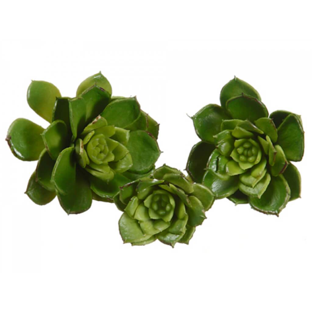 Baby Echeveria Assortment 3.5&quot;Wx4.3&quot;L Green 