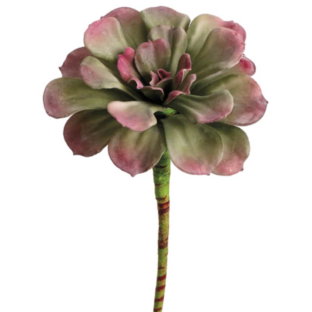 Small Aeonium Pick 7in Green Mauve 
