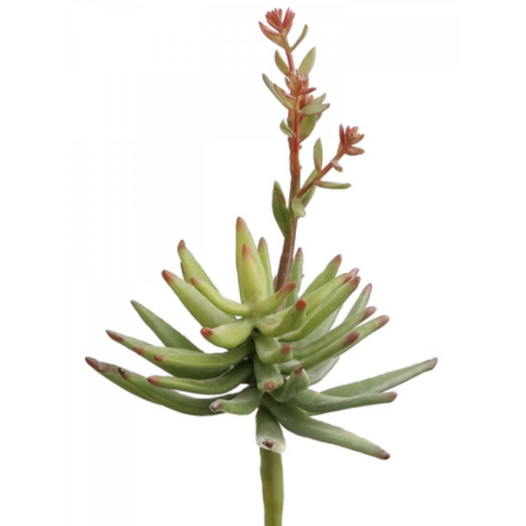 Flowering Succulent Pick Green 10" 